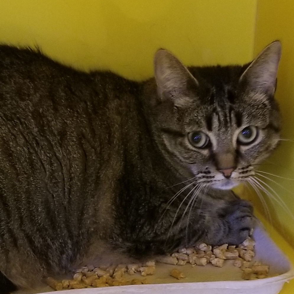 Luna (Maxine), an adoptable Domestic Medium Hair in Abilene, TX, 79602 | Photo Image 2