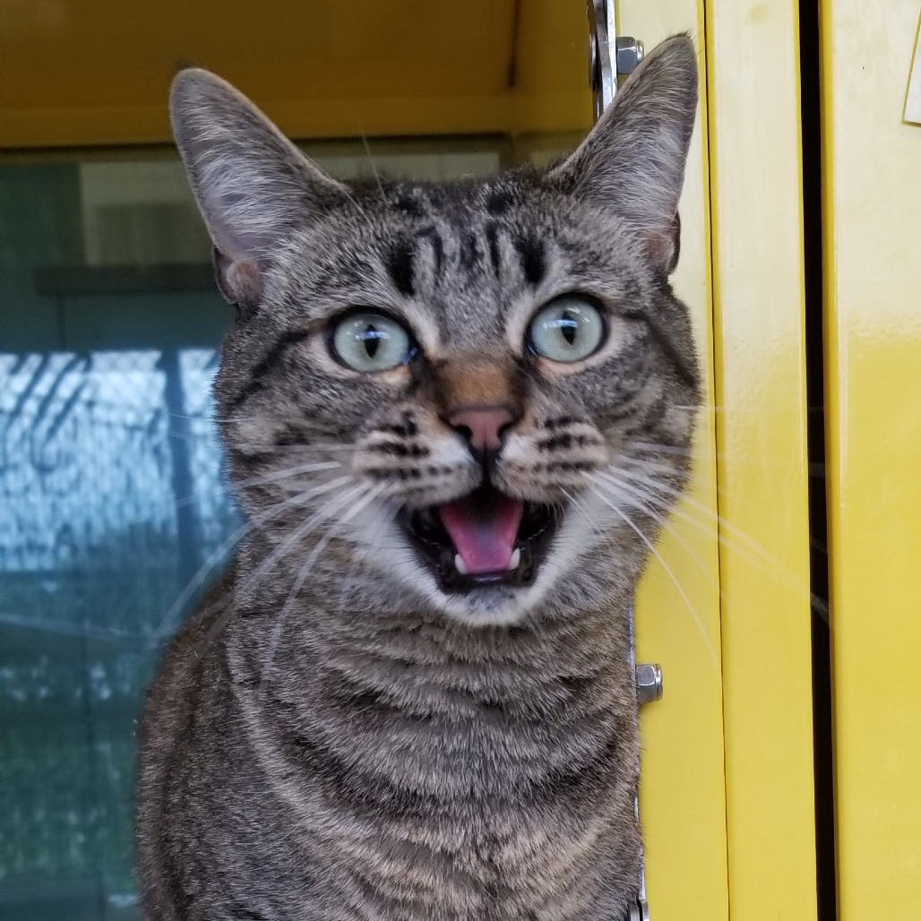 Luna (Maxine), an adoptable Domestic Medium Hair in Abilene, TX, 79602 | Photo Image 3