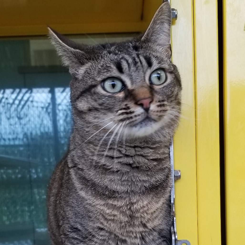 Luna (Maxine), an adoptable Domestic Medium Hair in Abilene, TX, 79602 | Photo Image 4