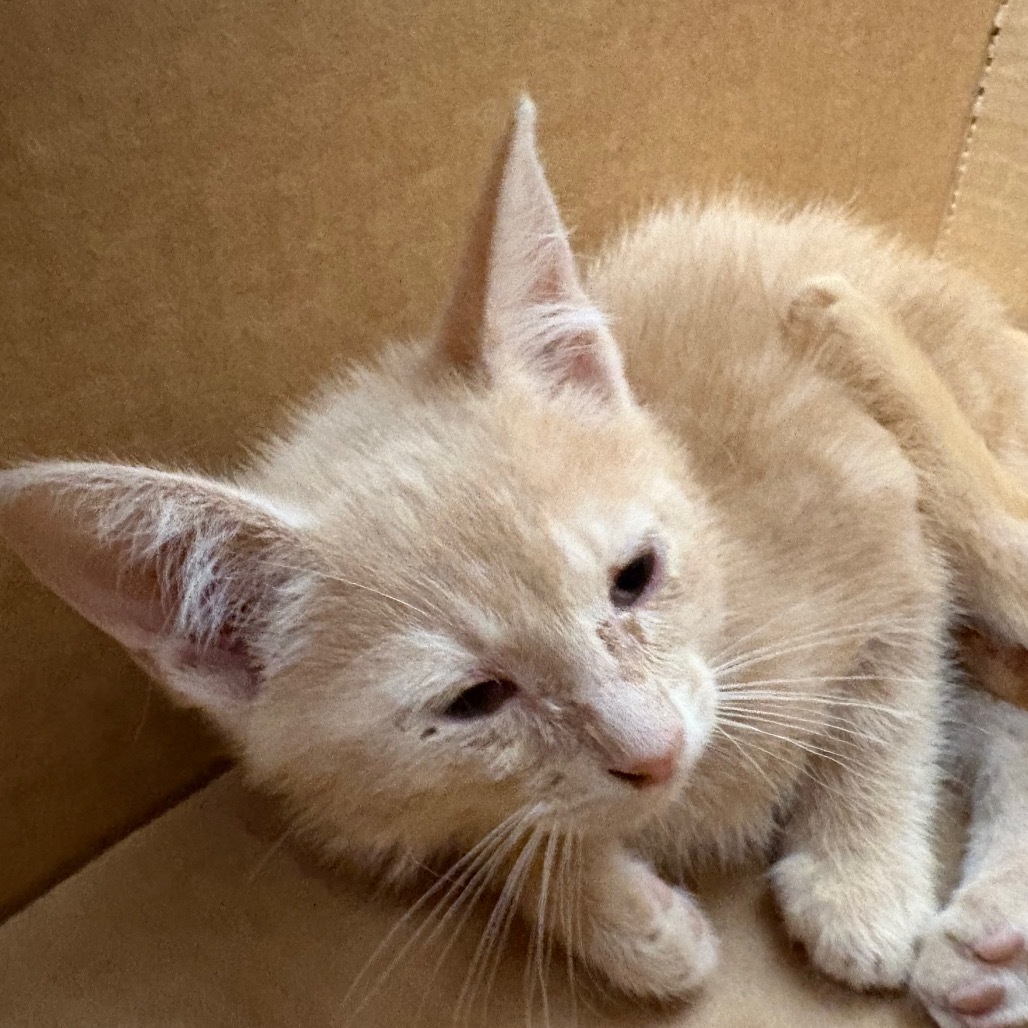 Wonka, an adoptable Domestic Short Hair in Abilene, TX, 79602 | Photo Image 1