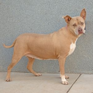 Daisy, Senior Female unknown