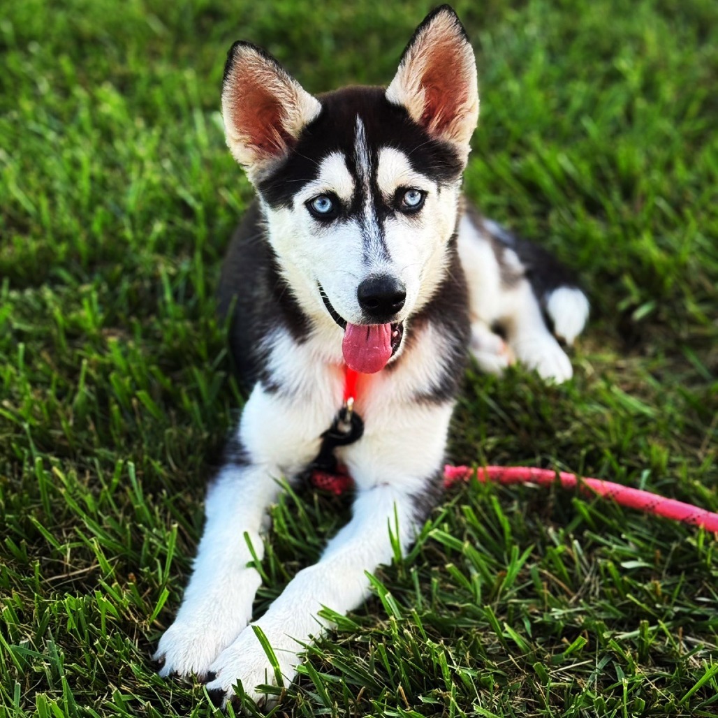 Kaiya