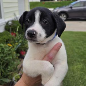Scoot, Baby Male Shepherd