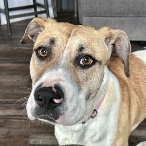 Olive, Adult Female Mixed Breed