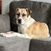 Olive photo 2