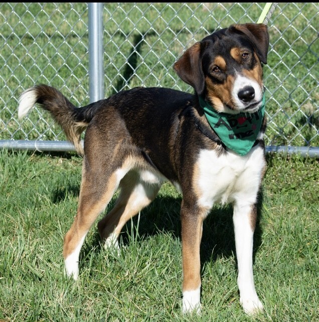Koda