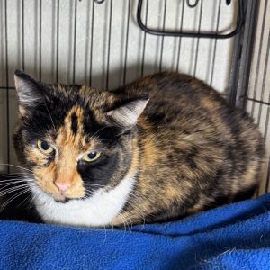 Miss Kitty, Adult Female unknown