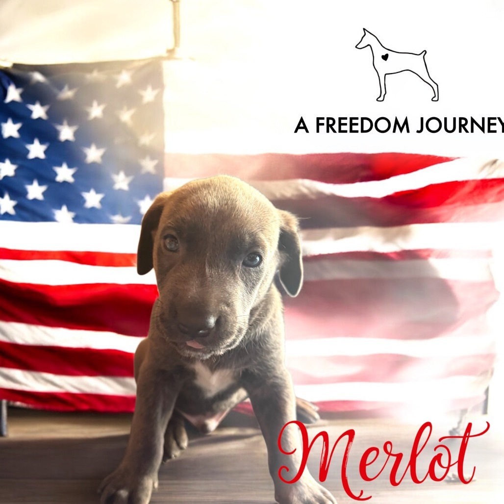 Merlot- Black collar
