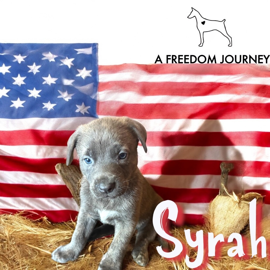 Syrah- Brown collar