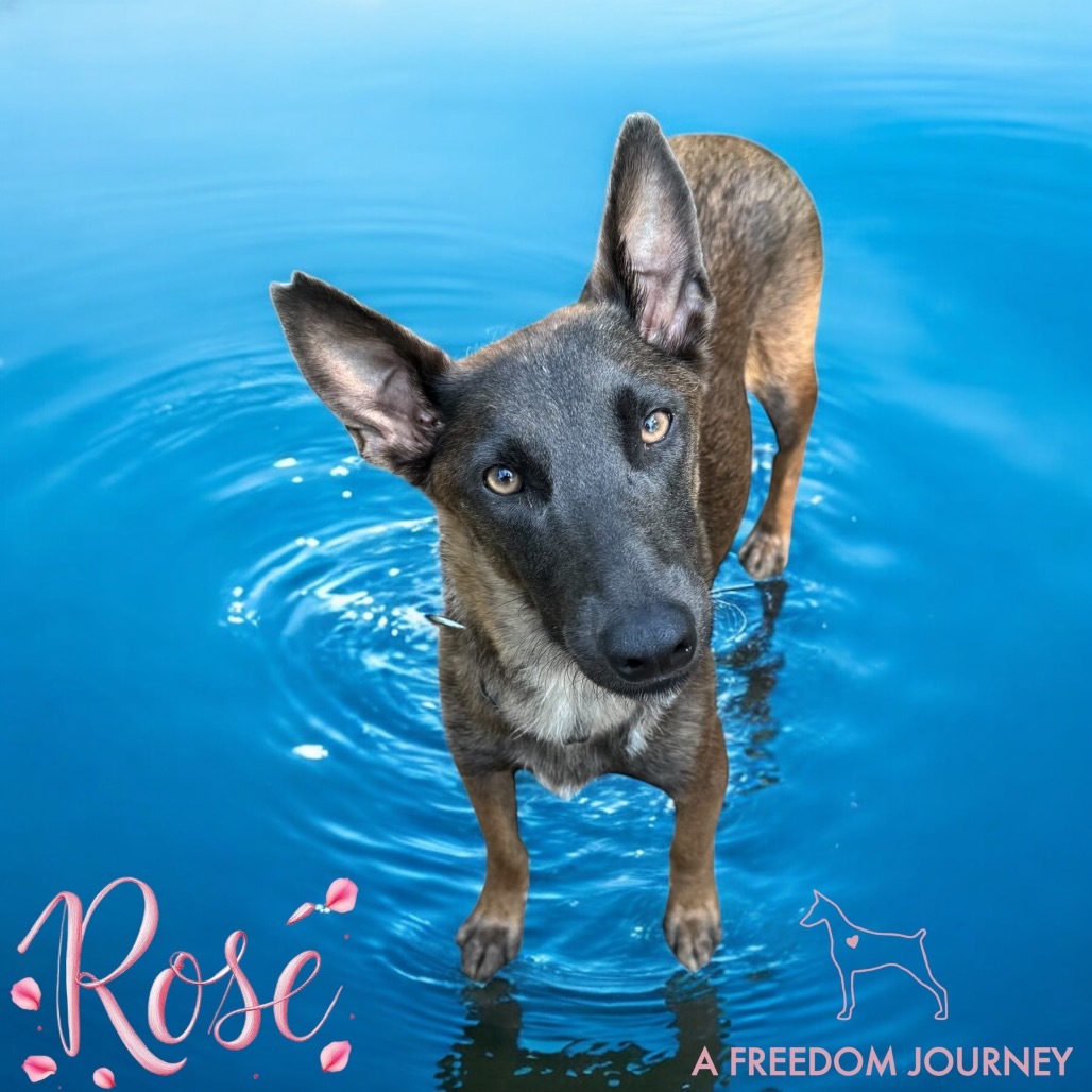 Rose