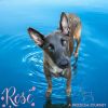 Rose photo 1