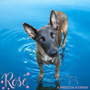 Rose, Adult Female unknown