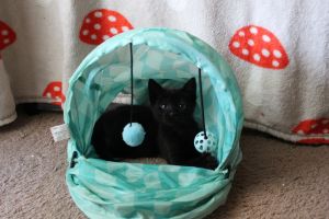 Arlo (bonded with Buck), Adult Male unknown