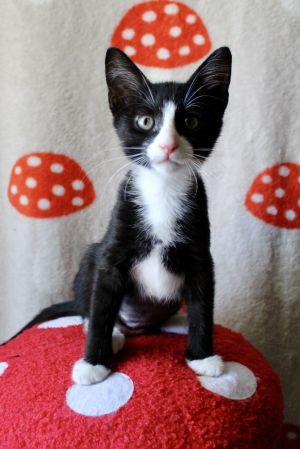 Flower (bonded with Thumper), Baby Female unknown
