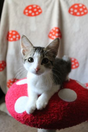 Thumper (bonded with Flower), Baby Female unknown