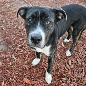 Vella, Young Female Border Collie
