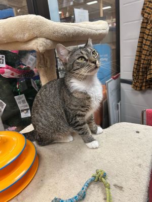 Name Koen Age Approximately 2 Years Born 2023 Breed Domestic Shorthair Grey Tabby Gender Fem