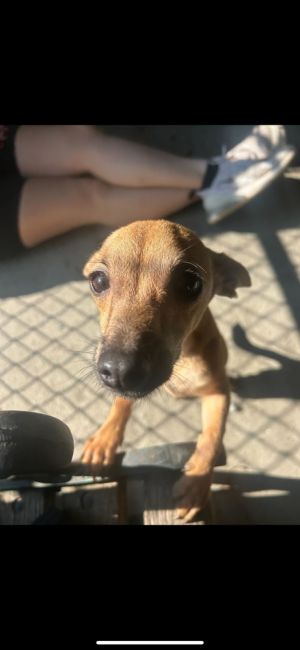 Age 9 Months Breed Chihuahua Mix Gender Male Meet Skipper Introducing Skipper a 9-month-old Chi