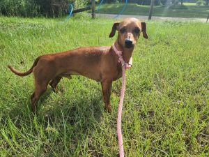 Dash, Adult Male Dachshund