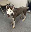 Meeka