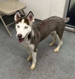 Meeka