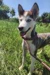 Meeka