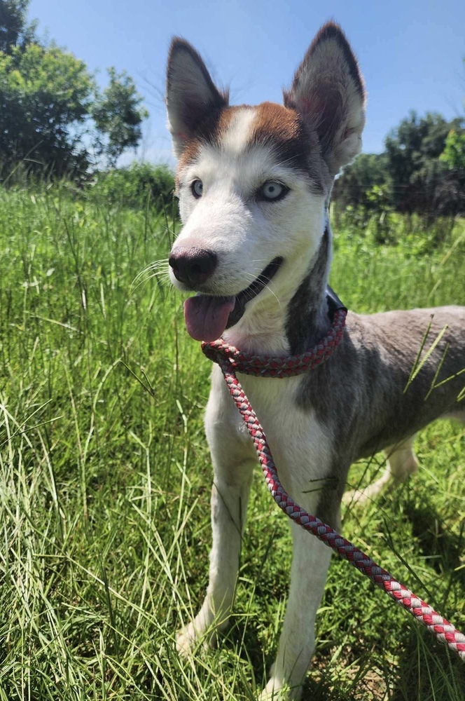 Meeka 3