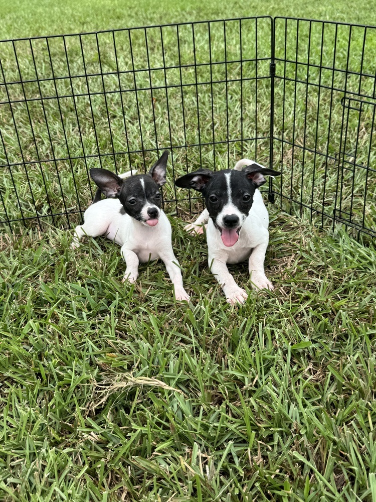 Bugs (right)