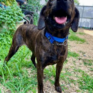 Mae, Young Female Hound
