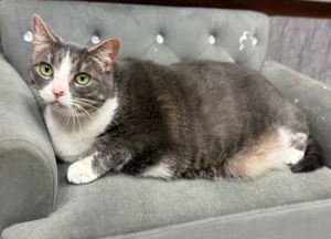 Princess, Adult Female Domestic Short Hair
