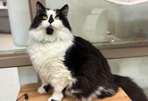 Dale, Adult Male Domestic Long Hair