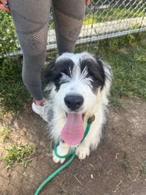 Gromit, Baby Male Border Collie