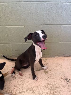 Kiwi, Young Female Rat Terrier