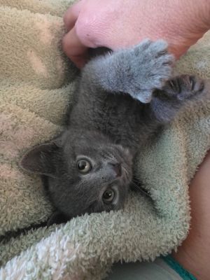 Cepheus, Baby Male Domestic Short Hair