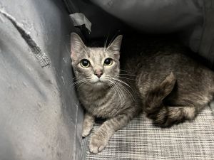 Stormie Domestic Medium Hair Cat