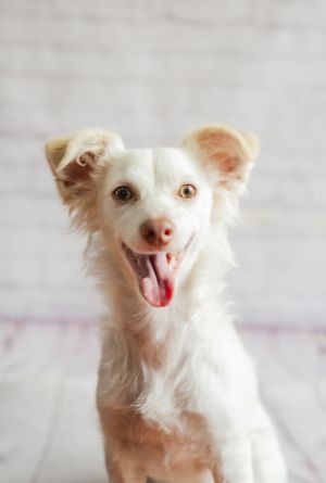 CASPER, Young Male Border Collie