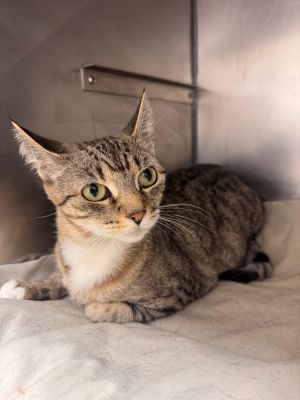 Bean Domestic Short Hair Cat