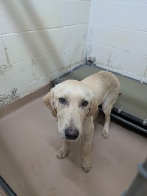 Wheely, Young Male Labrador Retriever