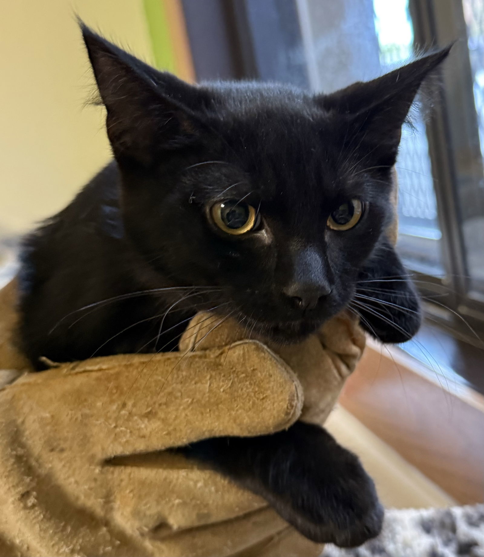 Panther, an adoptable Domestic Short Hair in Fargo, ND, 58103 | Photo Image 1