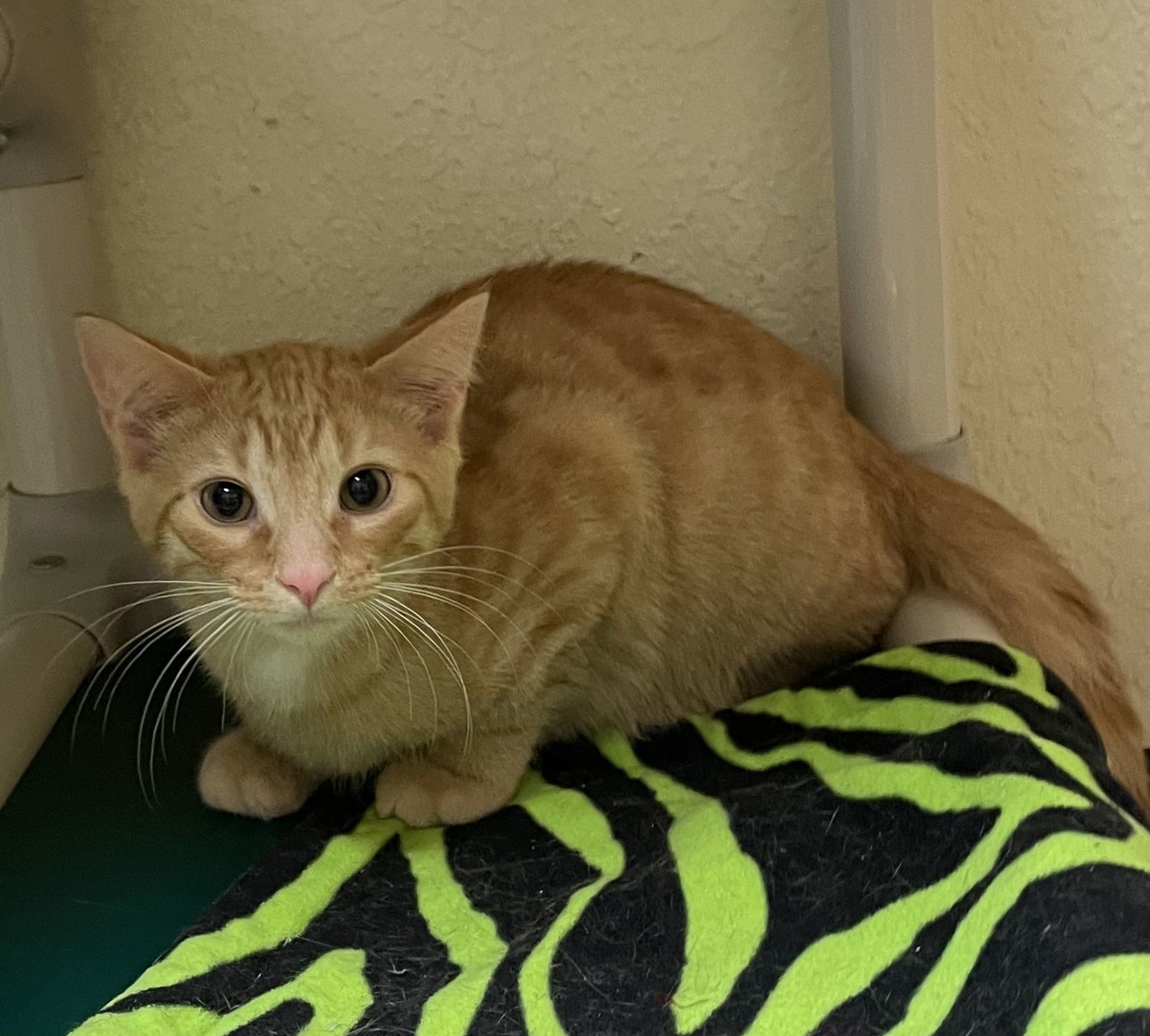 Leopard, an adoptable Domestic Short Hair in Fargo, ND, 58103 | Photo Image 1