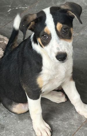Gypsy Lonestar, Baby Female Labrador Retriever