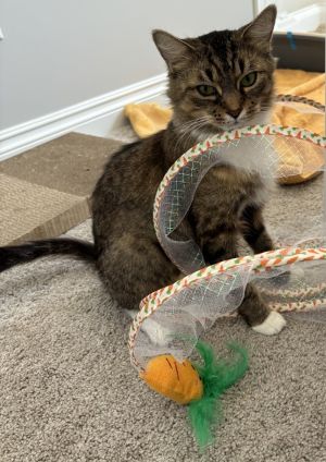 Ama, Adult Female Domestic Short Hair