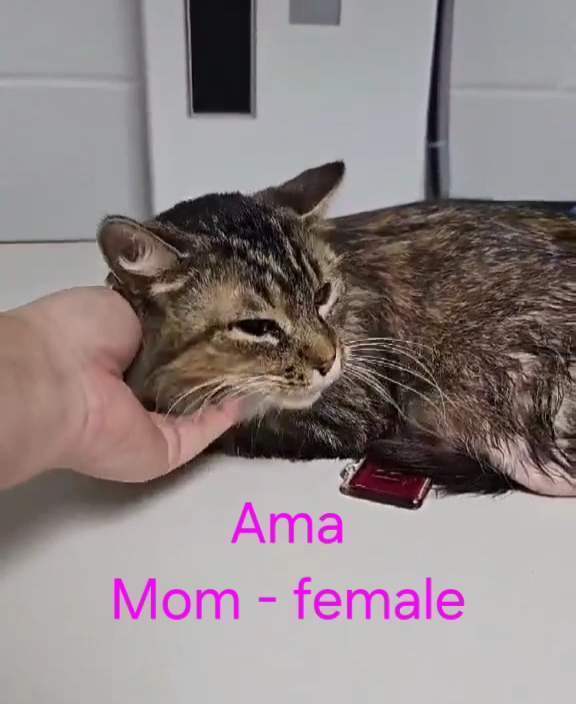 Ama