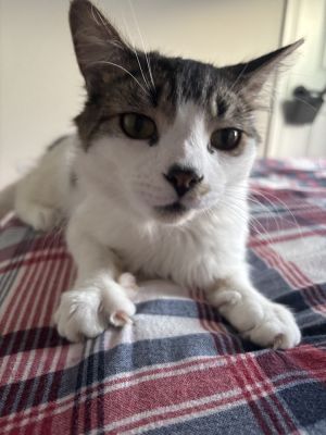 Alvin, Adult Male unknown