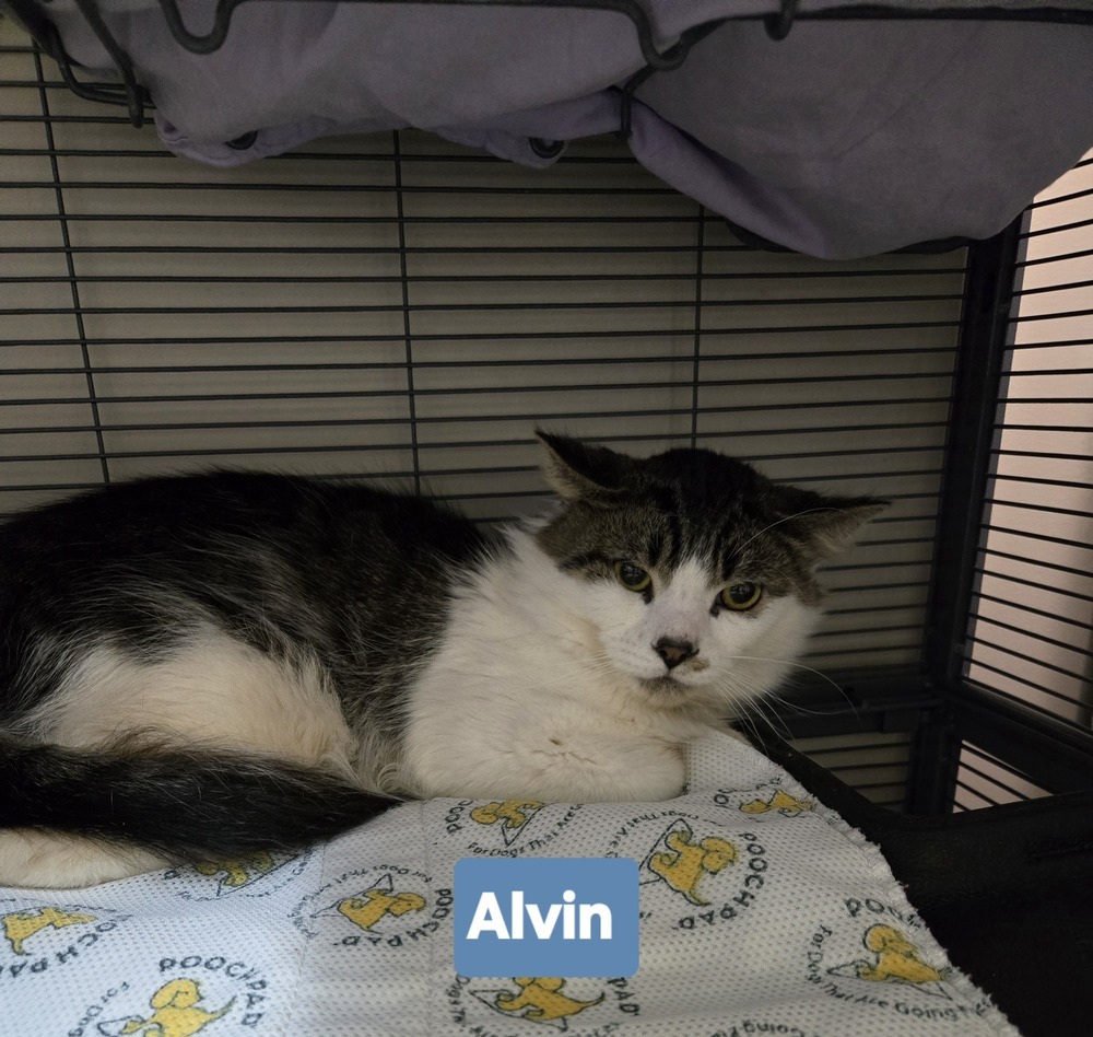 Alvin