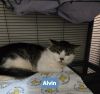 Alvin photo 6