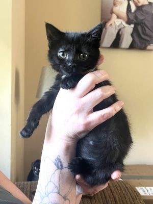 Chattermax, Baby Female unknown