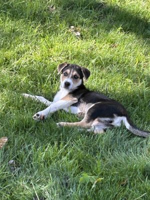 Chili, Adult Female unknown