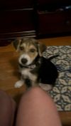 Chili photo 3
