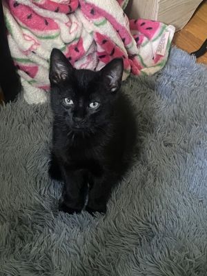 Shadow, Baby Male unknown